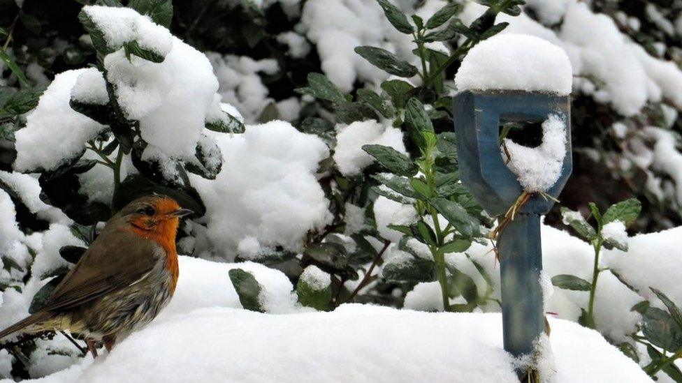 A robin on the snow