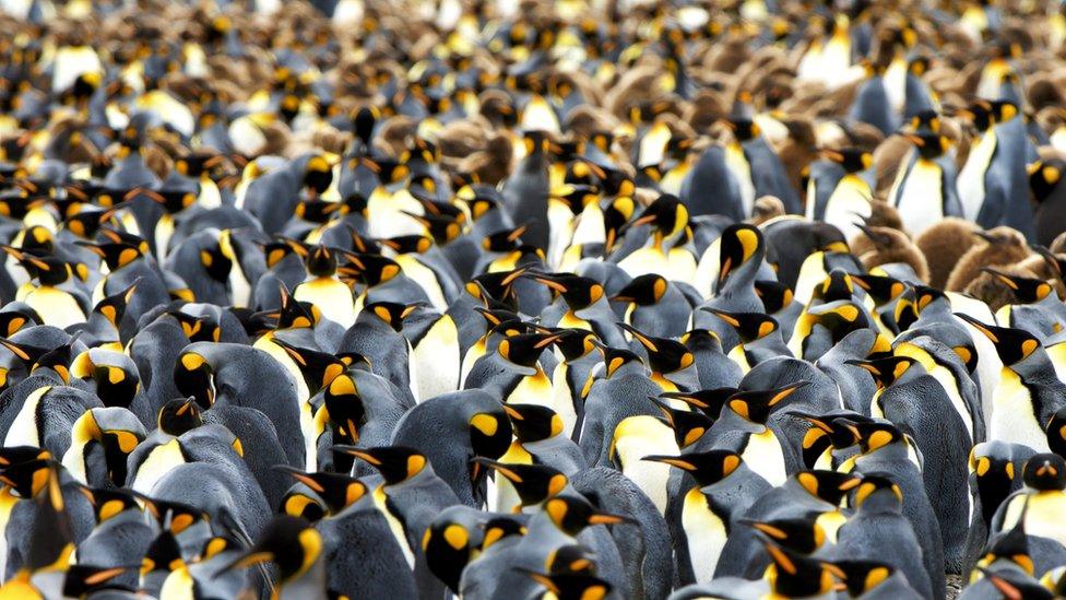 King penguins on South Georgia