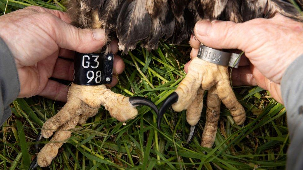 A-young-white-tailed-eagle-being-ringed-and-measured-at-a-remote-nest-site-on-the-Isle-of-Mull-on-in-Scotland.