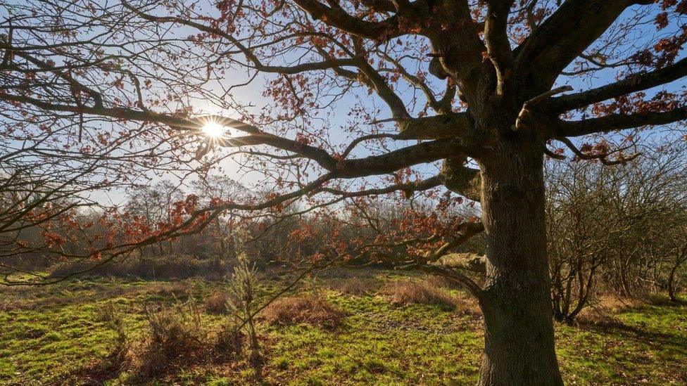 Sweet Briar Marshes, Norwich