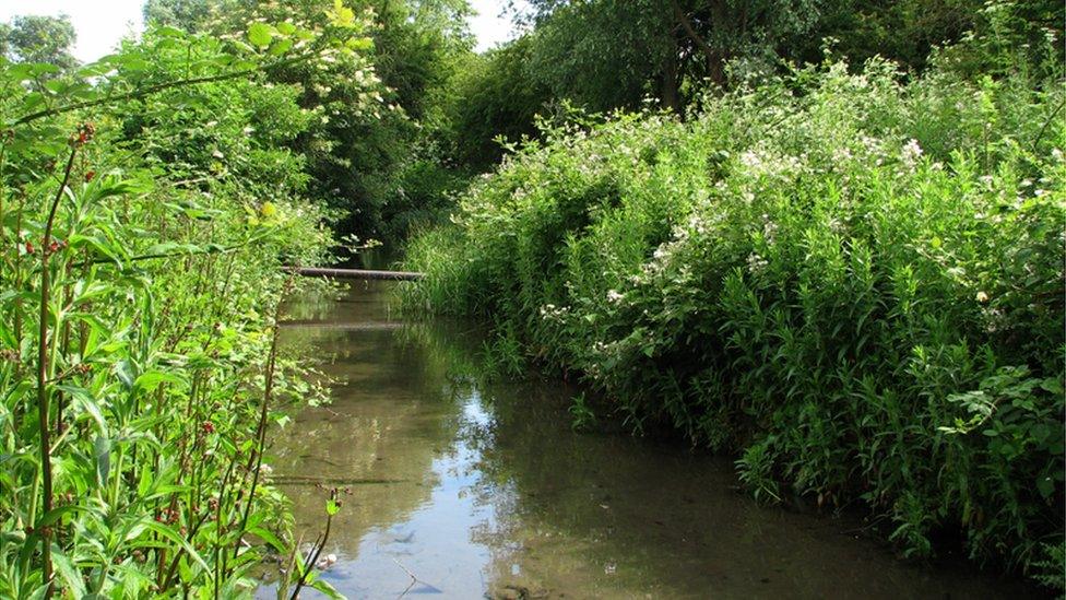 Coldham's Brook, Cambridge