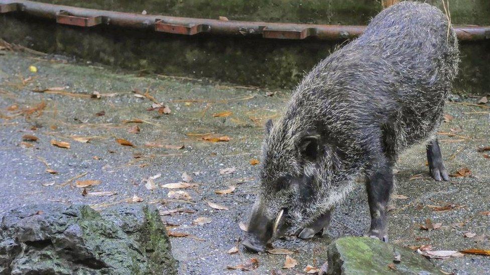 Stock photo of a wild boar in Japan