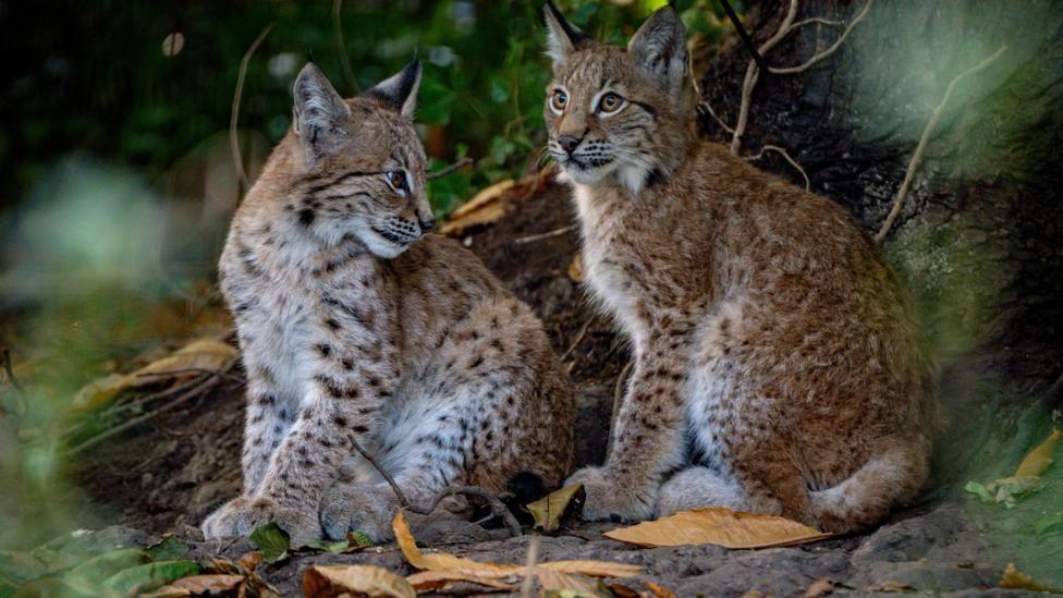Two young lynx sitting at the base of a tree. There are orange leaves on the floor. The one on the left is looking over its shoulder and the one on the right is looking straight ahead, to the left of the camera.