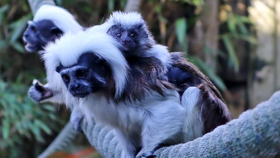 Three Cotton-top Tamarin monkeys. The monkeys are black and white and are sat on a rope in their enclosure.