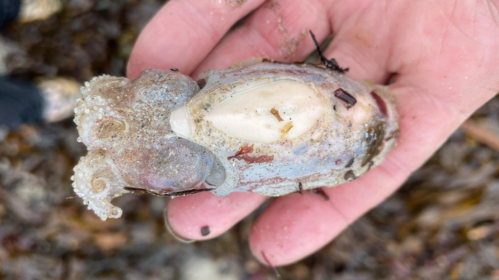 pink cuttlefish