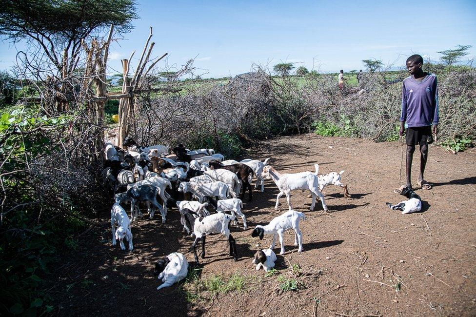 A member of Erupe Lobun's family holds kid goats in an acacia-thorn cattle pen apart from their mothers to stop them taking too much milk