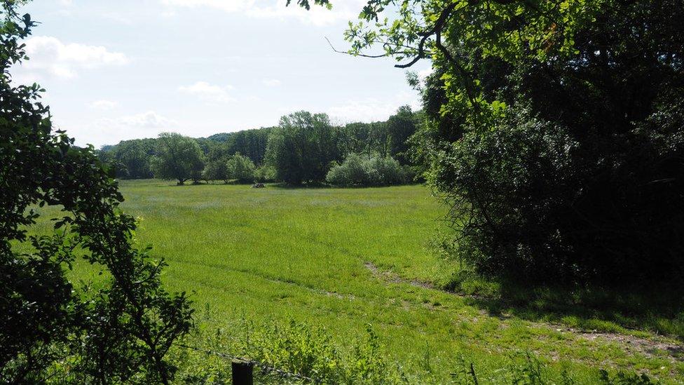 Woods in Hilborough, Norfolk