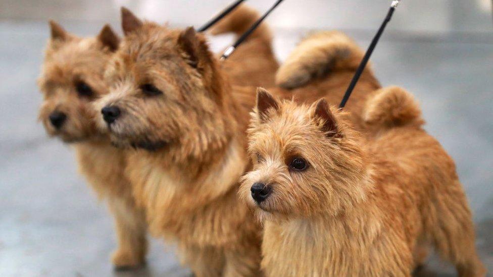 Norwich terriers