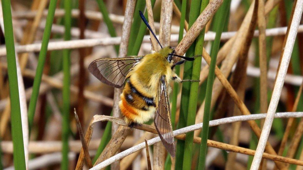 The narrow-bordered bee hawk-moth