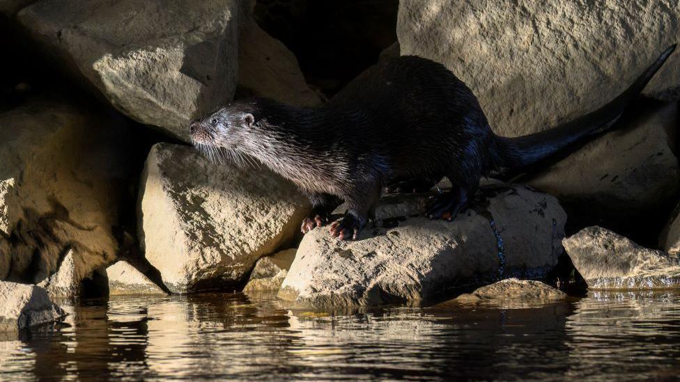 The otter is large and brown. There are beige rocks behind it. The is water in the foreground.