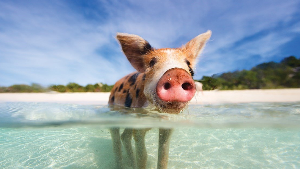 Pig in water