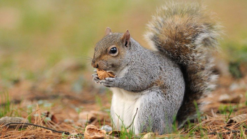 grey squirrel with nut