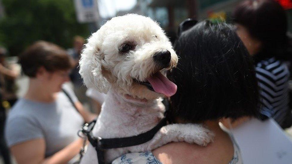 An animal activist carries her dog outside the Yulin government office in Beijing on June 10, 2016.