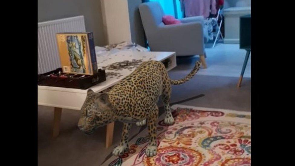 cheetah in living room