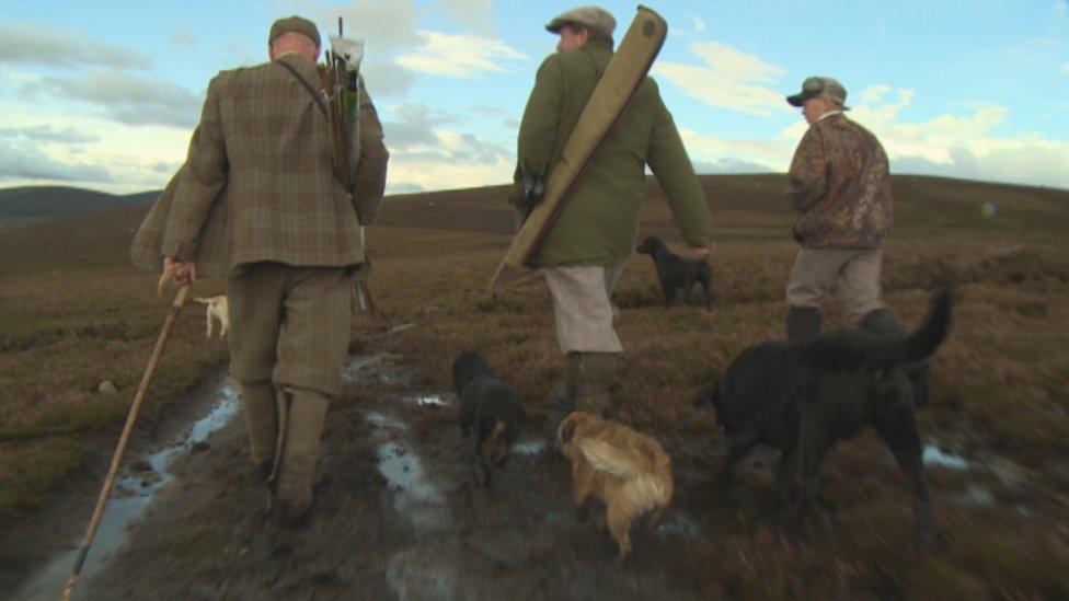 grouse shooting