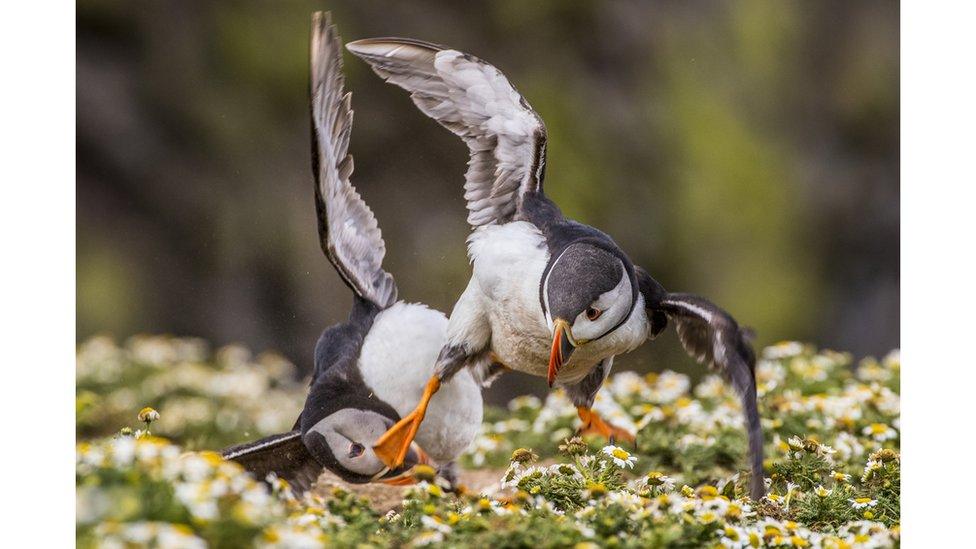 Puffins on Skomer Island, Pembrokeshire, Wales