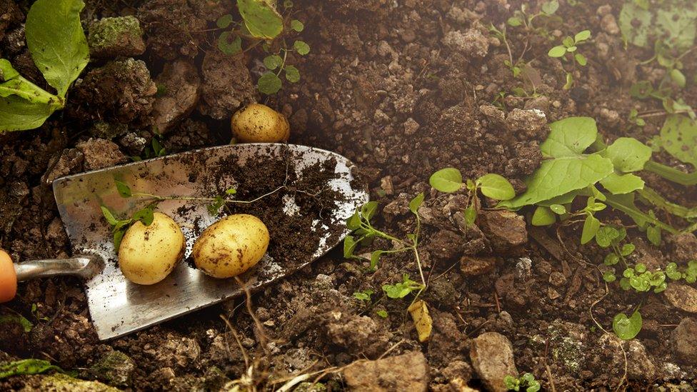 trowel with potatoes in soil