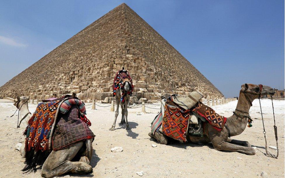 Camels rest near the pyramids in Giza outside of Cairo, Egypt, 31 August 2016