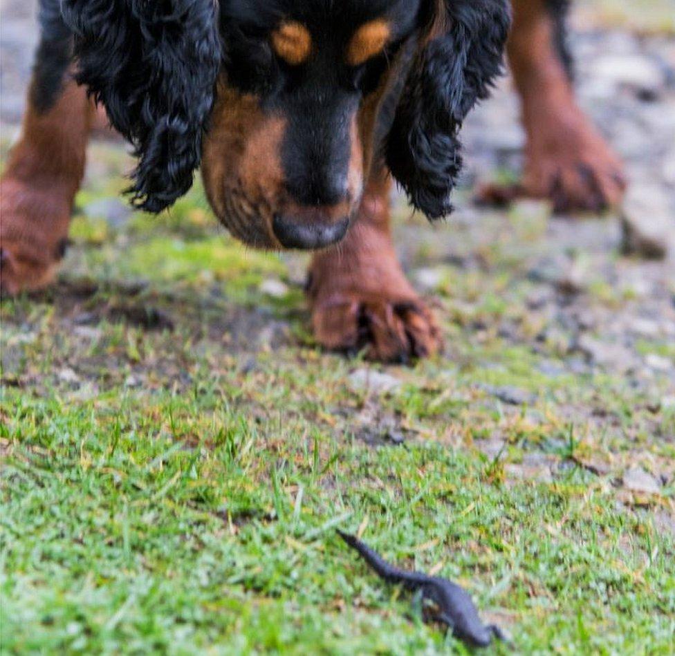 Rocky and a newt