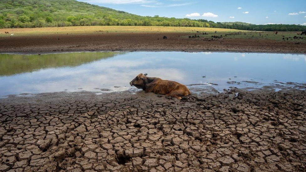 drying-dam-in-Zimbabwe.