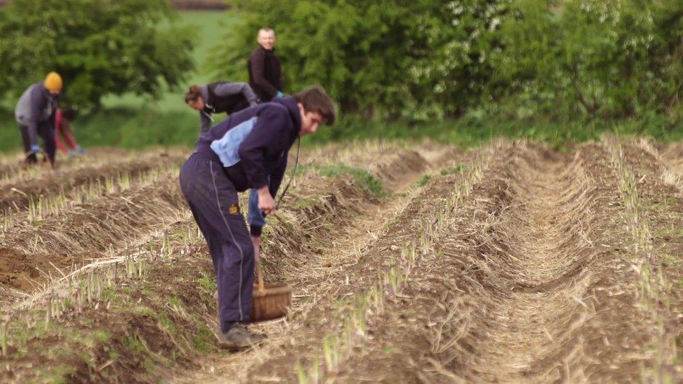 worker in asparagus field