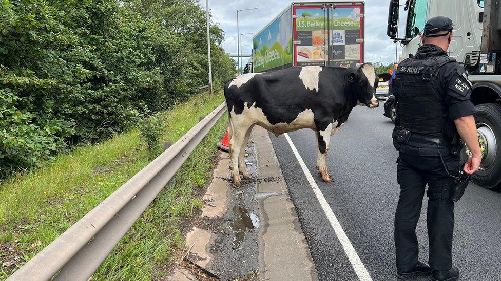 A cow on the motorway