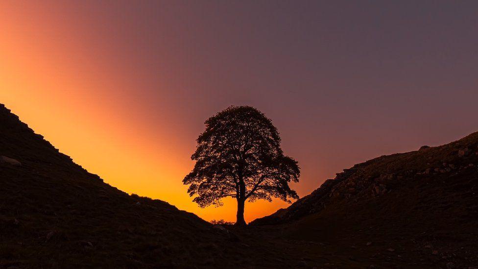 The tree at sunrise. It is silhouetted against a yellow and orange sky