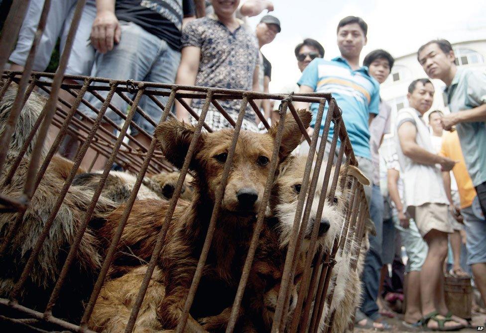 Dogs for sale in Yulin