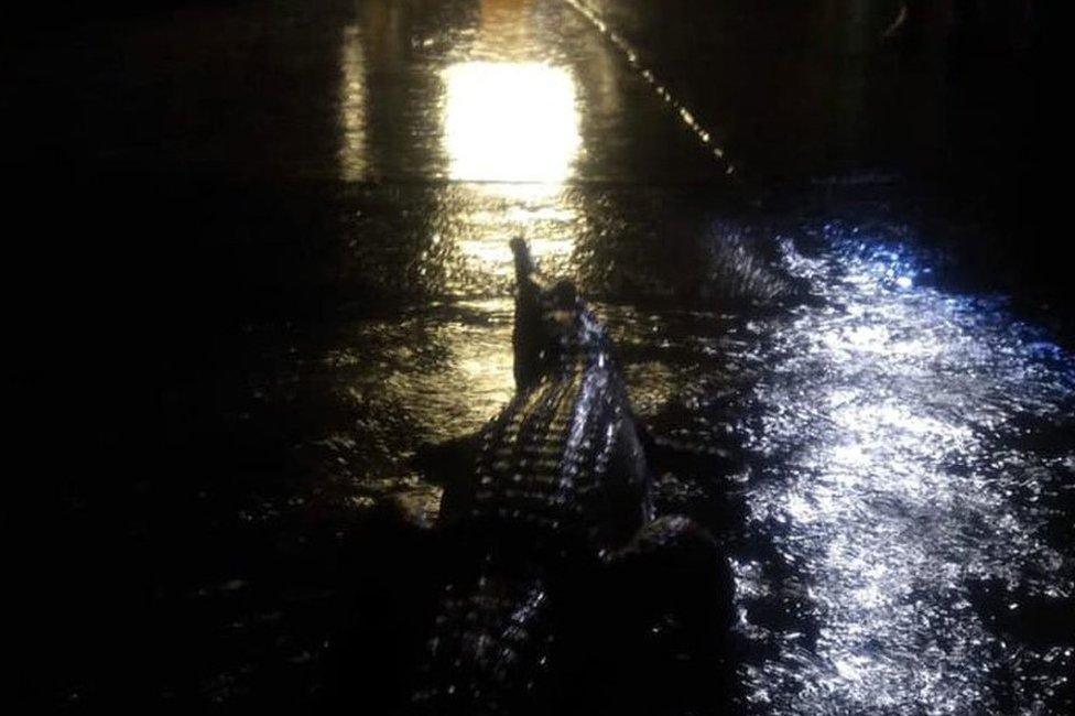 Crocodile on driveway in Townsville, Australia