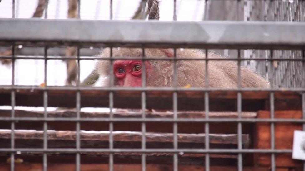 A monkey at the Wales Ape and Monkey Sanctuary in Swansea Valley