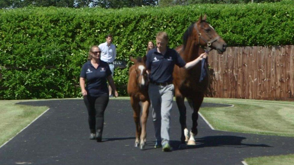 A horse and foal at Barton Stud