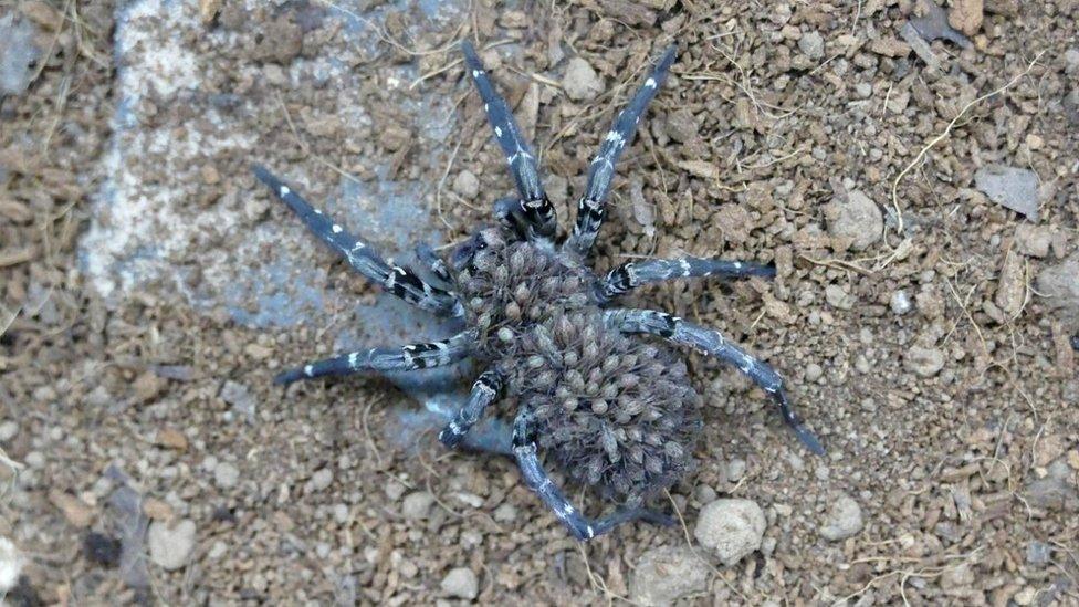 Adult Desertas wolf spider