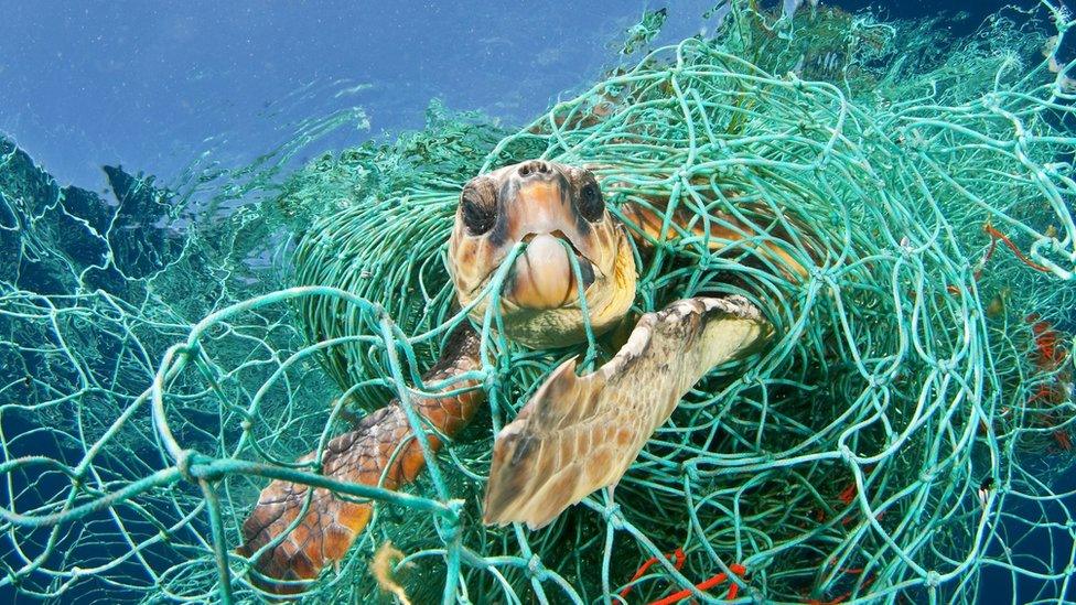 photo issued by WWF of a Loggerhead turtle (Caretta caretta) trapped in a drifting abandoned net in the Mediterranean Sea. A