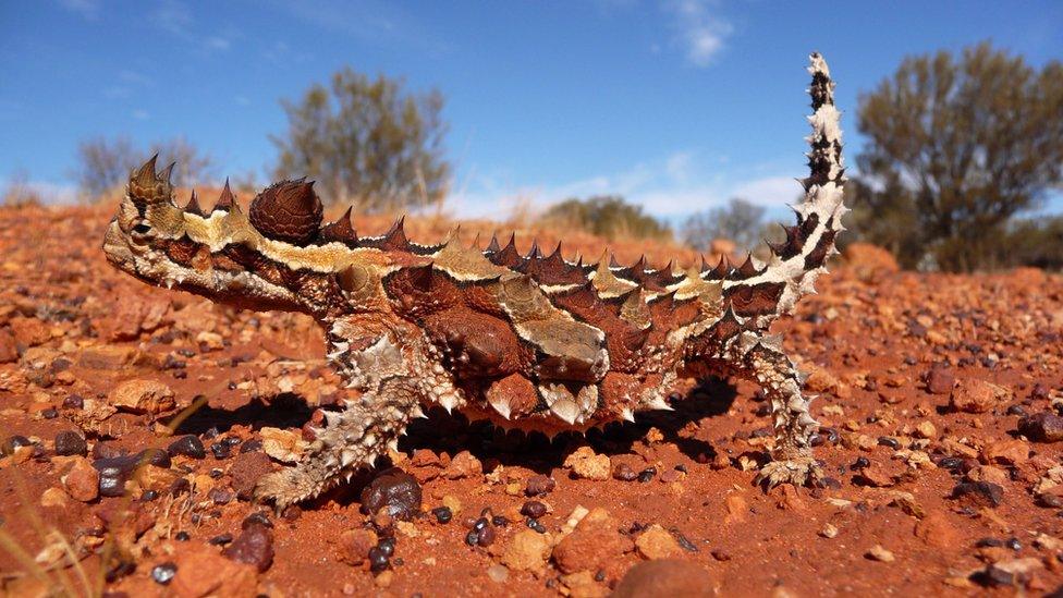 A close up portrait of a Thorny Devil Lizard.