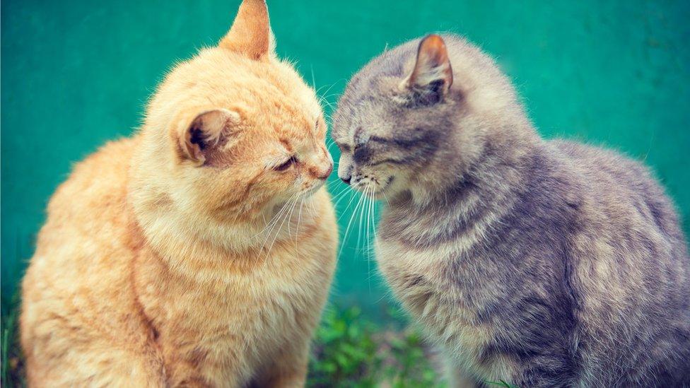 'You're my purrrrrrrfect partner' said the domestic British cat to its partner.