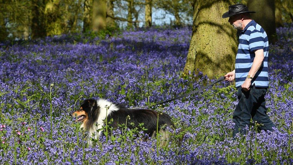 A man walks among the bluebells at the Blickling Estate in Norfolk on Sunday 6 May