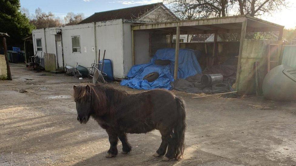 Horse in the yard at at Lamont Farm Project, Erskine