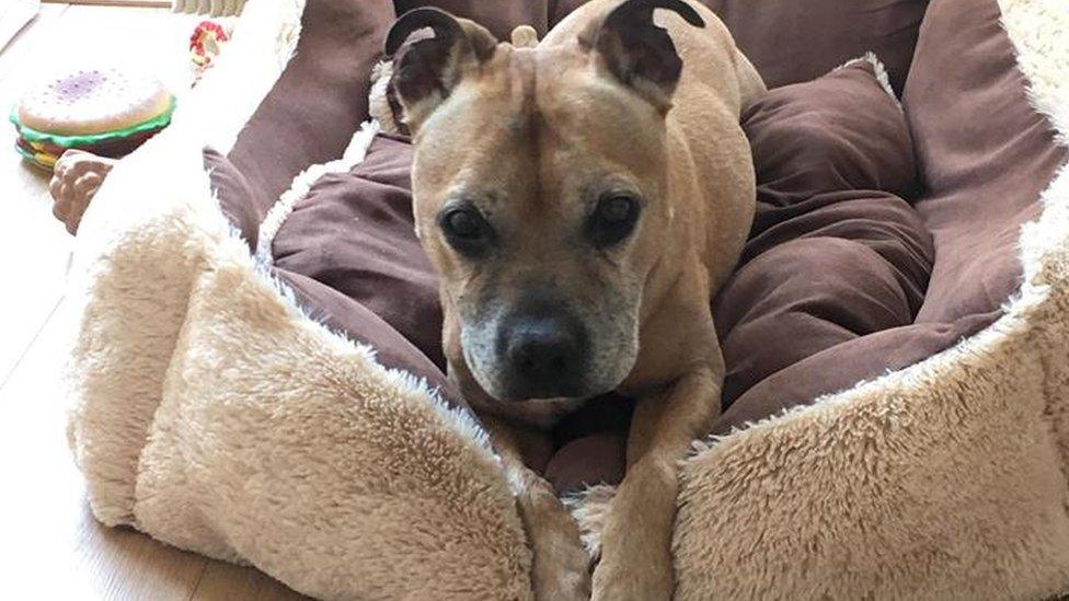 Bailey lying in his dog bed