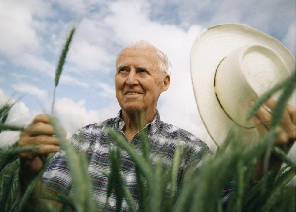 Norman Borlaug pictured in a wheat field