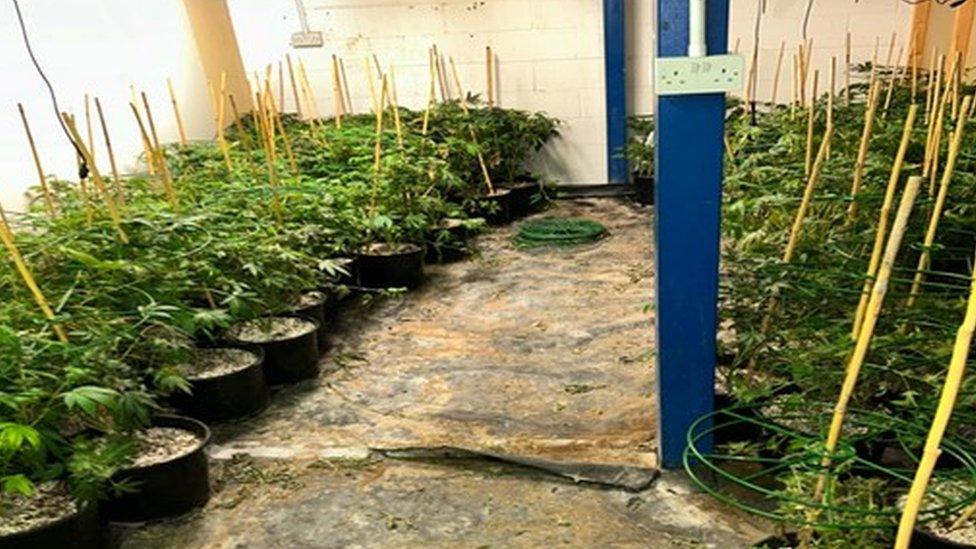 Cannabis plants found inside the unit