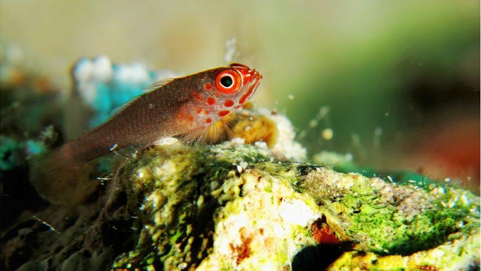 dwarf goby