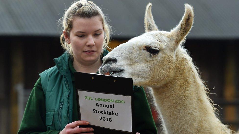 Lama and zookeeper