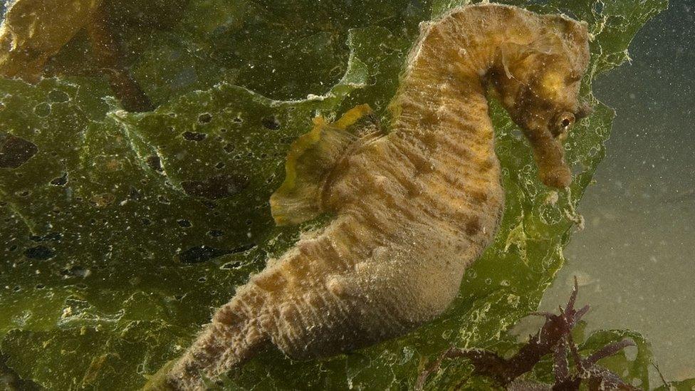 Short-snouted seahorse