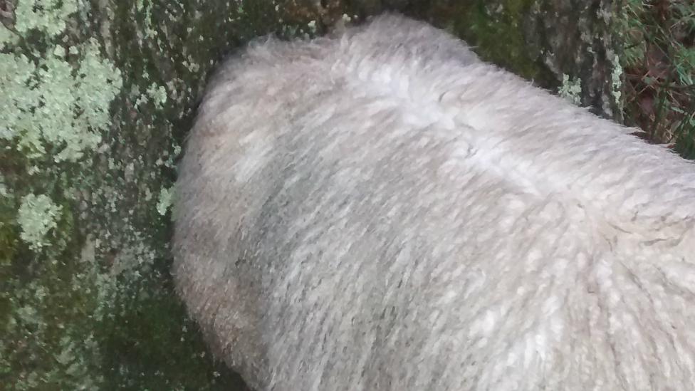 Sheep with head stuck in tree