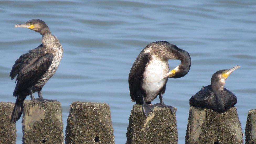 Cormorants at Llanddulas beach, Gwynedd, taken by Rose Murgatroyd