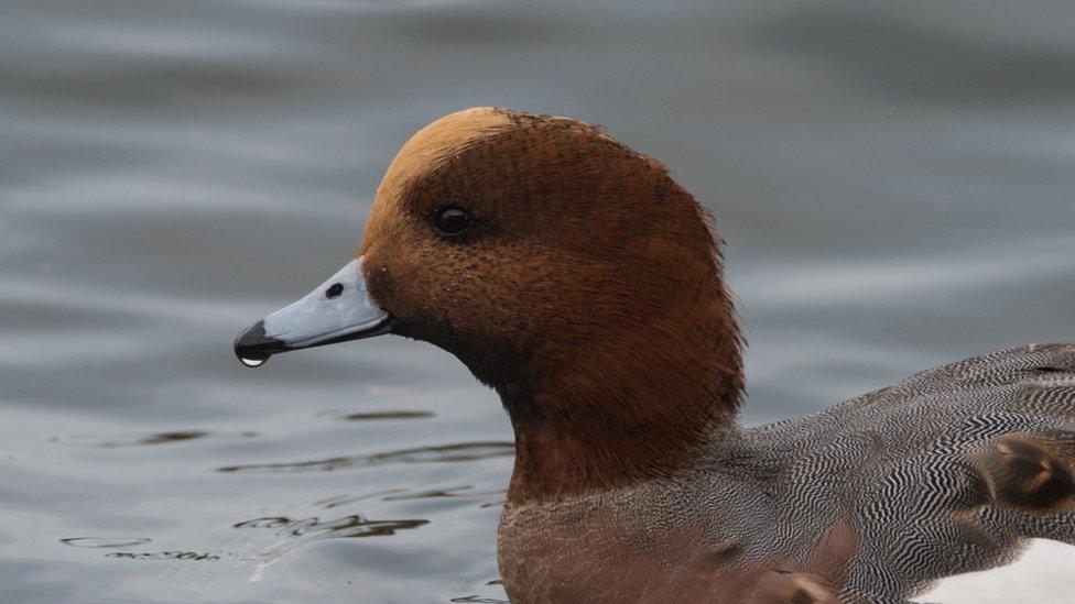 Widgeon, Slimbridge