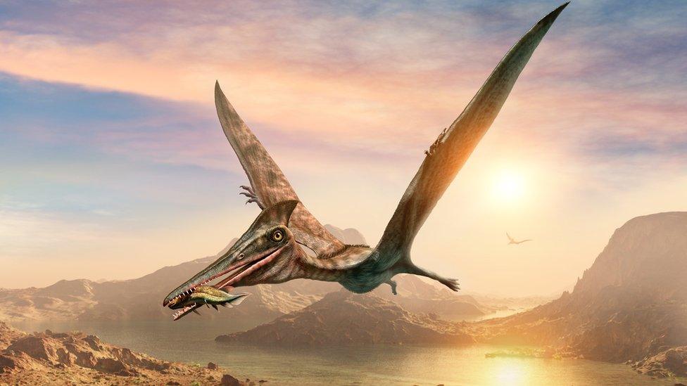 Pterosaur