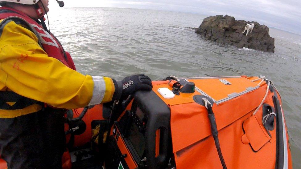 lifeboat and dog