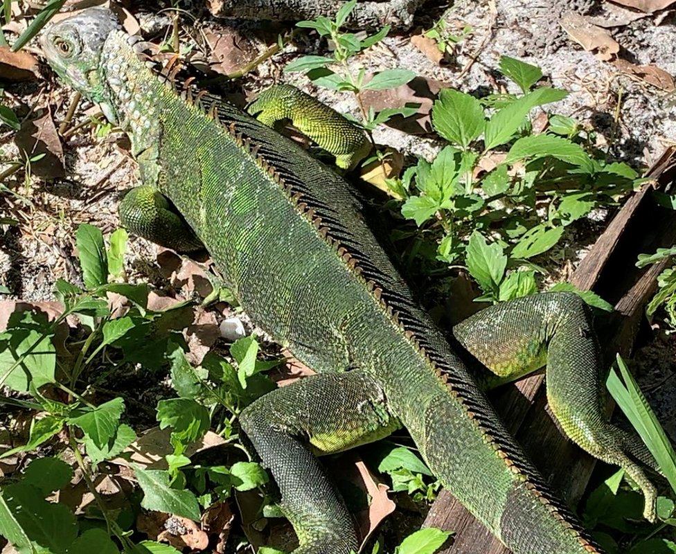 An iguana is paralysed on the ground in Miami, South Florida , during a cold snap, 30 January 2022