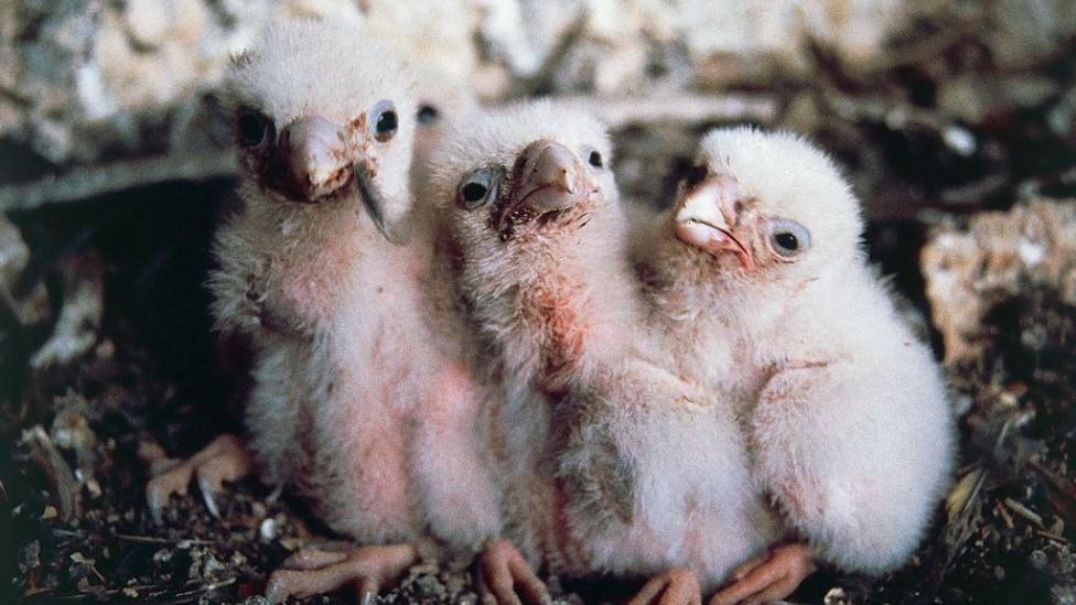 Peregrine falcon chicks